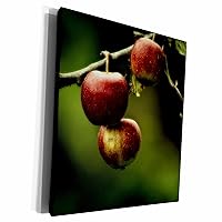 3dRose Red apples hanging from branch still-life - Museum Grade Canvas Wrap (cw_227371_1)