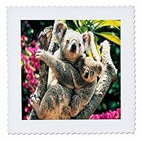 3dRose qs_80710_1 Mama and Baby Koala Bears So Adorable-Quilt Square, 10 by 10-Inch