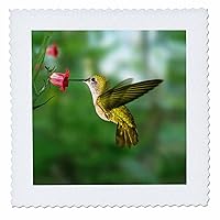 3dRose qs_4143_1 Hummingbird Quilt Square, 10 by 10-Inch