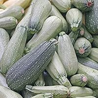 Zucchini Squash Seeds for Planting - Non-GMO Heirloom Packet with Instructions to Plant & Grow a Home Outdoor Garden (25 Seeds) – Great Gardening Gift, 1 Packet