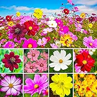 2000+ Crazy Mixed Cosmos Seeds - Over 11 Colors Cosmos Bipinnatus Flower Seeds in a Pack - Non-GMO Seeds Produced in The US