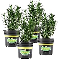 Bonnie Plants Rosemary Live Edible Aromatic Herb Plant - 4 Pack, Perennial In Zones 8 to 10, Great for Cooking & Grilling, Italian & Mediterranean Dishes, Vinegars & Oils, Breads