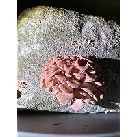 Pink Oyster Mushroom Grow Block