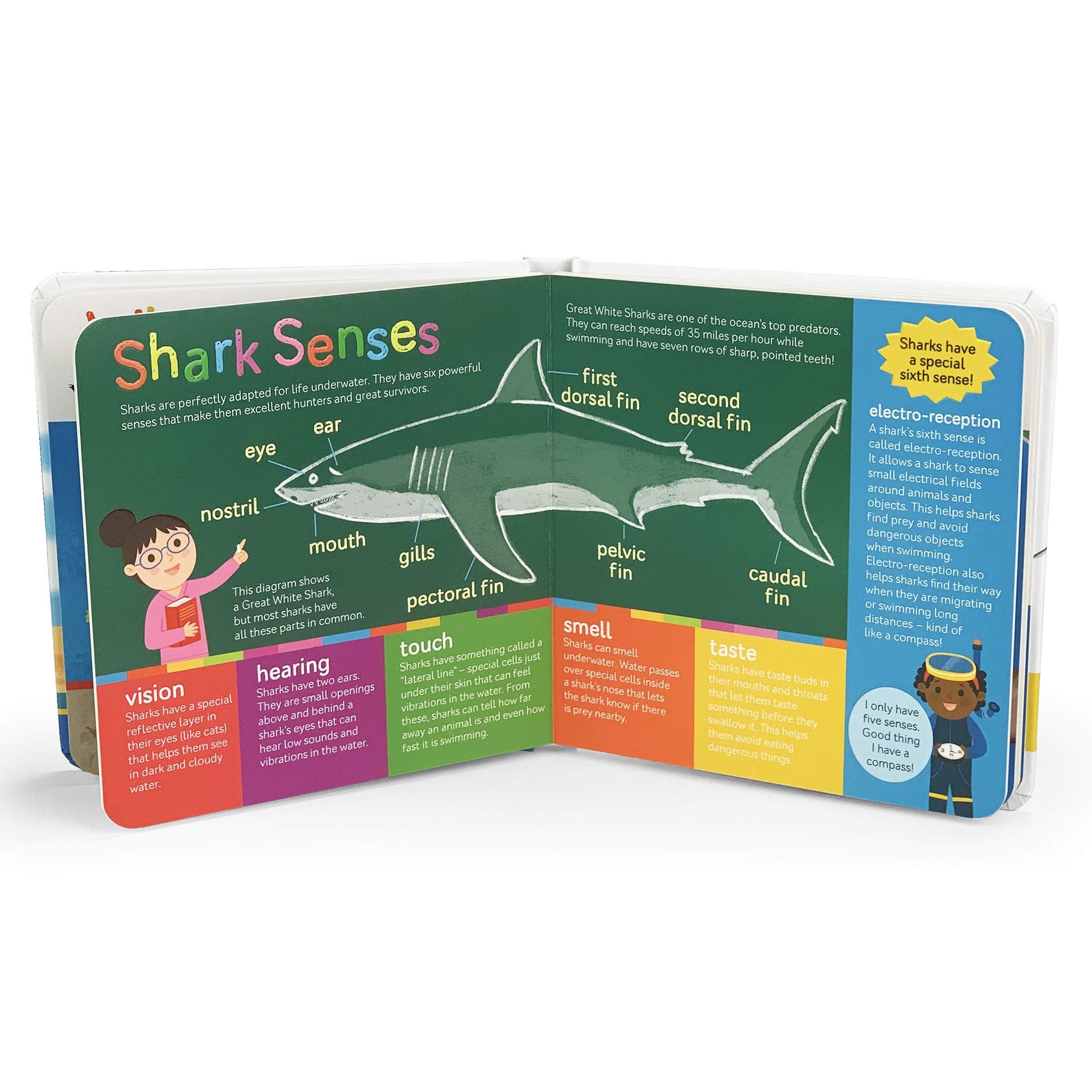 Sharks (Smithsonian Kids First Discovery Books)