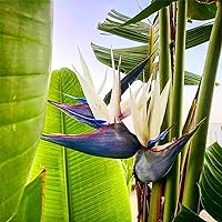 110 Rare Bird of Paradise Flower/Plant Seeds Strelitzia Crane Flower Seeds Showy Exotic Tropical Perennial Flower Striking Rapidly Growing Indoor Plant