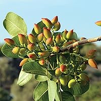 QAUZUY GARDEN 5 Pistachio Nut Tree Seeds, Heirloom & Non-GMO Multipurpose Nut Fruit Easy to Grow Low Maintenance Great Gardening Gift Outdoor Garden Planting
