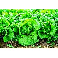 1200 Iceberg Lettuce Seeds for Planting - Heirloom, Non-GMO Vegetable Variety- 2 Grams Seeds Great for Spring, Summer, Fall, Winter Garden and Hydroponics