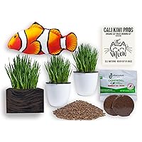 The Ultimate Value 2 Pack Self Watering Simplest Growing Organic Cat Grass Kit. Natural Hairball Remedy for Indoor Cats and Ideal Gift to Cats as Never Out of Grass. Family Fun Especially Kids