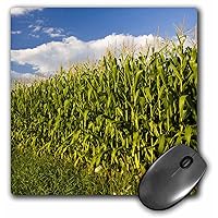 3dRose LLC 8 x 8 x 0.25 Inches Corn Field Farm Pepperell Massachusetts Jerry and Marcy Monkman Mouse Pad (mp_90852_1)