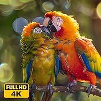 Wild Birds Screensaver: Colorful Avian Relaxation for Your TV, Tranquil Nature Scenes with Vibrant Feathers, Soothing Melodies