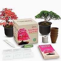Bonsai Acer Growing Kit Seeds & Tools Perfect Gift Easy to Use 1 x Kit T&M 