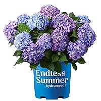 Bloomstruck Hydrangea, 2 gal. Pink and Purple Blooms