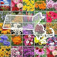 Eden Brothers Massachusetts Wildflower Mixed Seeds for Planting, 1 oz, 30,000+ Seeds with Catchfly, Sweet William | Attracts Pollinators, Plant in Spring or Fall, Zones