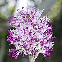 QAUZUY GARDEN 200 Rare Purple Orchid Seeds - Non-GMO Man Monkey Orchid Seeds - Man Monkey-Like Dracula Simia Seeds - Perennial Showy Accent Plant for Garden Home