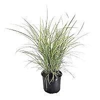 Premier Plant Solutions 16252 Maiden Grass (Miscanthus Sinensis), 3 Gallon, Variegatus