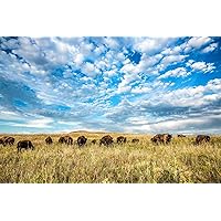 Western Photography Print (Not Framed) Picture of Buffalo Herd Under Big Blue Sky on Tallgrass Prairie in Oklahoma Bison Wall Art Wildlife Decor (4