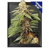 Trippy Marijuana Weed Plant 3D Poster Wall Art Decor Print | 11.8 x 15.7 | Lenticular Posters & Pictures | Photo Memorabilia Gift for Guys & Girls Bedroom | Cool Hippie Psychedelic Sativa Pot Leaf Bud