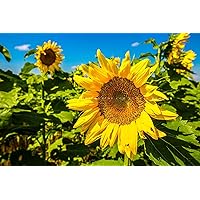 Country Photography Print (Not Framed) Picture of Bright Yellow Sunflower on Late Summer Day in Kansas Botanical Wall Art Farmhouse Decor (5