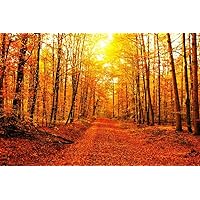 Laminated Fiery Red Tree Leaves Autumn Forest Road Photo National Mountain Nature Landscape Park Scenic Scenery Parks Picture America Trees Foliage Trail Poster Dry Erase Sign 36x24