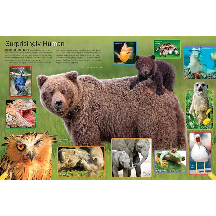 Mua Animals: A Visual Encyclopedia (An Animal Planet Book) trên Amazon Mỹ  chính hãng 2023 | Fado
