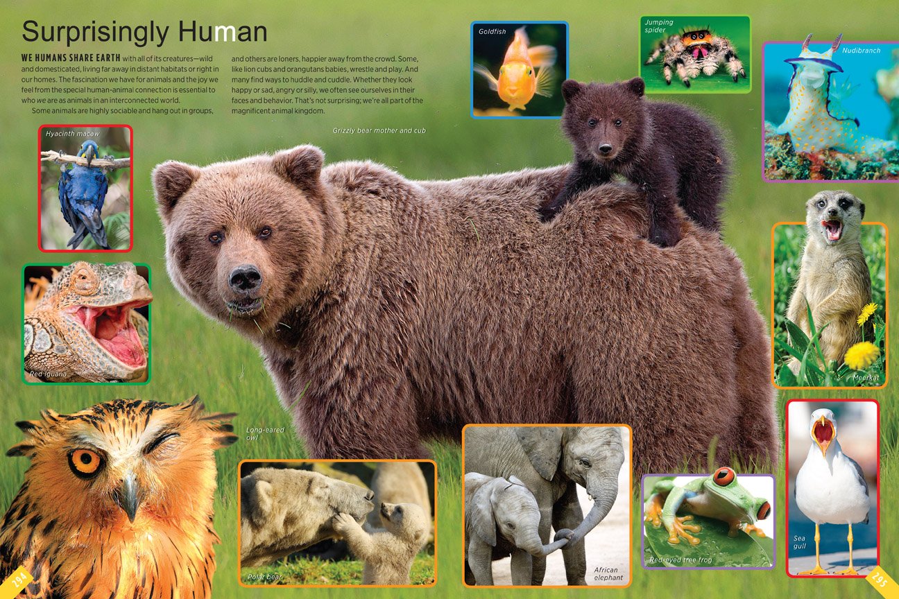Mua Animals: A Visual Encyclopedia (An Animal Planet Book) trên Amazon Mỹ  chính hãng 2023 | Fado
