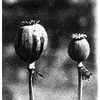 Opium Poppies Nview Of Poppy Plants With The One At Left Exuding Opium Where Its Capsule Has Been Cut Photographed C1924 Poster Print by (18 x 24)