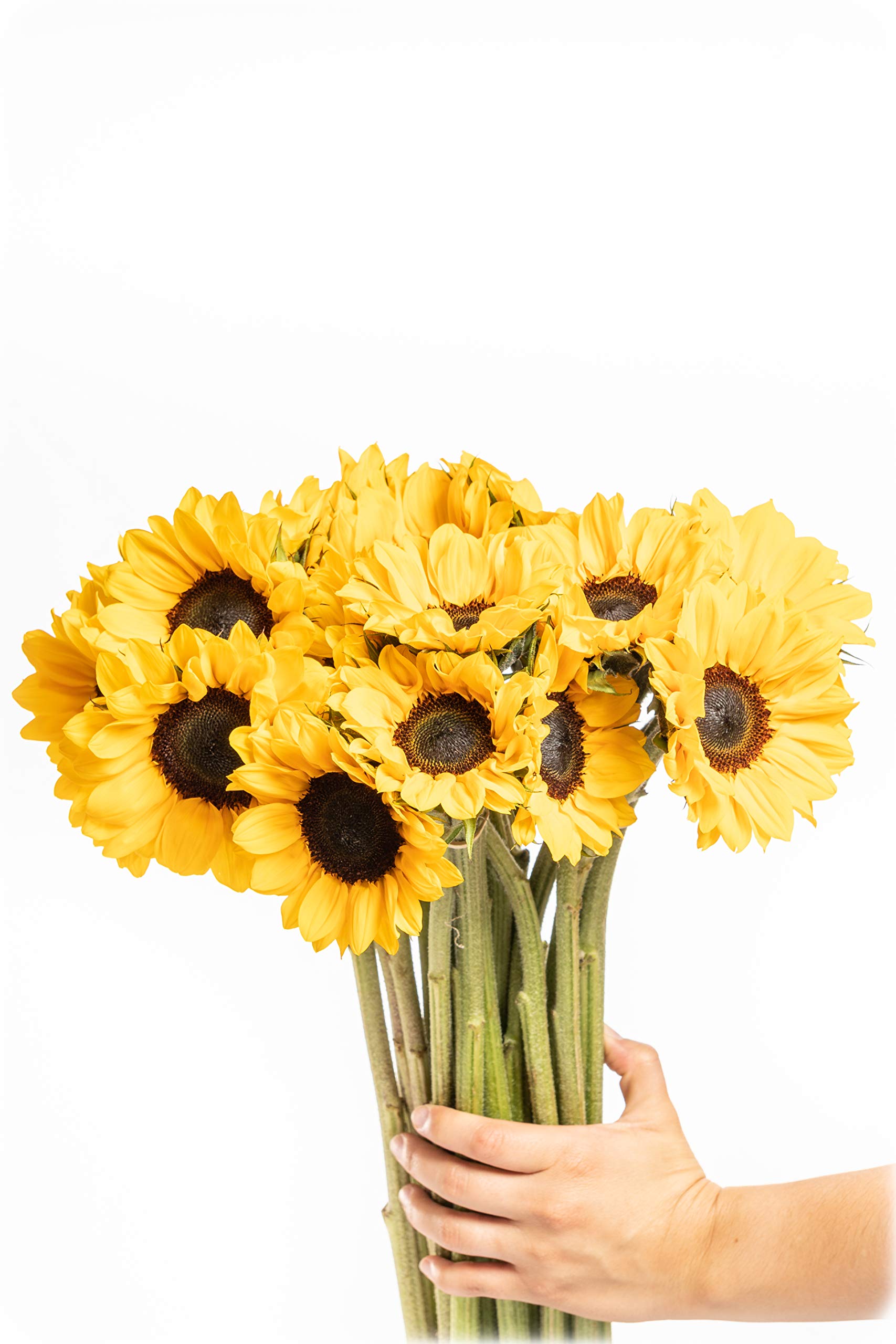 Greenchoice Flowers - Fresh Cut Sunflowers, Flowers for Delivery Prime, Birthday Flowers , Sunflower Bouquet (15 Stems)