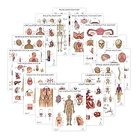 16 PACK Human Anatomy Poster Set, LAMINATED, Anatomy and Physiology, 17.3 x 22.5 Inches, Organ and Body System Diagrams, Anatomical Charts for Education Learning and Students