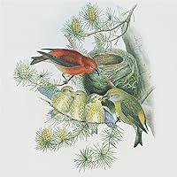 Red Crossbills on Nest Birds John Gould Counted Cross Stitch Pattern
