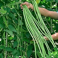60 Heirloom Green Long Bean Seeds - Asparagus Bean Noodle Pole Bean Seeds- Chinese Asian Green Vegetable Seeds for Planting, Brandsize