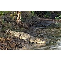 ConversationPrints SALTWATER CROCODILE GLOSSY POSTER PICTURE PHOTO PRINT BANNER giant asian croc