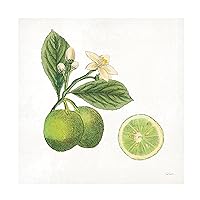 Trademark Fine Art 'Classic Citrus III' Canvas Art by Sue Schlabach 24x24