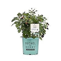 Thornless Edible-Rubus, 2-Size Container, BlackBerry-Baby Cakes