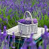 English Lavender Flower Seeds for Planting - 10000+ English Lavender Vera Herb Seeds in Premium - Attracts Pollinators Non GMO