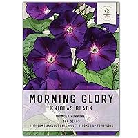Black Kniolas Morning Glory Seeds - 100 Heirloom Seeds for Planting Ipomoea purpurea - Vining Deep Purple Blooms Attracts Pollinators (1 Pack)