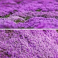20000+ Purple Creeping Thyme Seeds for Planting - Heirloom & Open Pollinated - Wild Ground Cover Plants Perennial Non-GMO Thymus Serpyllum Flowers Seed