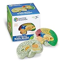 Learning Resources Cross-section Brain Model - 2 Pieces, Ages 7+ Brain Anatomy Model, Brain Functions Model, Human Anatomy for Kids, Foam Brain Model,Back to School Supplies