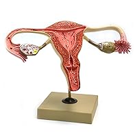 Eisco Labs 3X Life-Size Female Reproductive Model, Detailed Ovary & Egg Development, 12