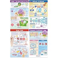 Cell Structure & Processes Posters, Set/4 (Cells, Osmosis/Diffusion, Mitosis/Meiosis, Stem Cells) - Laminated, Full-Color, 23