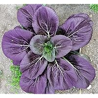 100+ Tsoi-Sim Purple Seeds Heirloom Non-GMO Rare Pak Choi, from USA