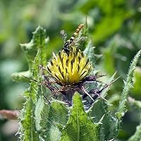 Outsidepride 200 Seeds Annual Cnicus Benedictus Blessed Thistle Herb Garden Seeds for Planting