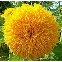 Dwarf Sunflower Seeds for Planting - Grow Teddy Bear Sun Flowers in Your Garden - 25 Non GMO Heirloom Seeds - Full Planting Instructions for Easy Grow - Great Gardening Gifts (1 Packet)