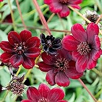 100 Chocolate Cosmos Atrosanguineus Seed Eye-Catching Dark Maroon Fragrant Flower Easy to Grow & Care for & Attract Pollinators & Great in Flower Arrangements & Bouquets