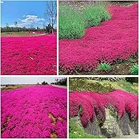 20000+ Magic Pink Creeping Thyme Seeds for Planting - Ground Cover Plants Heirloom Flowers Perennial Lawn Thyme Non-GMO Thymus Serpyllum Seed