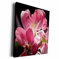 3dRose Beverly Turner Photography - Pink Apple Flowers - Museum Grade Canvas Wrap (cw_11818_1)