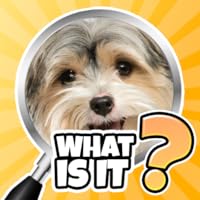 What is it? Quiz Trivia Game