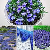10000 Creeping Thyme Seeds for Planting Perennial Landscaping Ground Cover Non-GMO Dwarf Serphyllum Thyme Easy to Plant and Grow