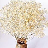 Dried-Babys-Breath-Flowers-Bouquet, Glicrili 17.2 inch 2500+ Ivory White Flowers, Natural Gypsophila Branches for Home, Table Decor, Dry Flowers Bulk for Vase, Wedding, DIY, Party (3oz)