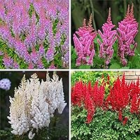 1500 Seeds Perennial Astilbe Arendsii Bunter Flower Seed Mix for Planting