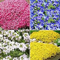 5000+ Mix Creeping Thyme Seeds Ground Cover for Planting -Heirloom Non-GMO Thyme Purple, White, Red, Yellow Beautiful Perennial Flower